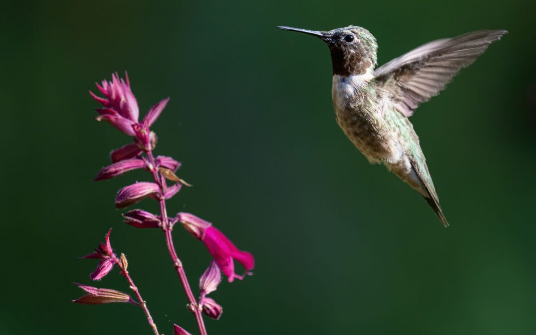 A Weekend for Nature Lovers
