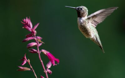 A Weekend for Nature Lovers